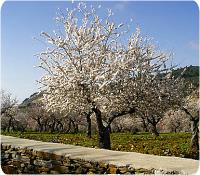 Bragança Nature - Almond Trees